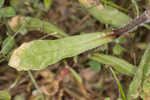 Common catchfly